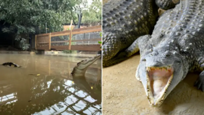 UK Zoo Owners Break Silence After Toddler Mauled by Crocodile