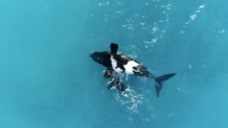 Upside-Down Whales Not Sick, Just Resting, New Research Shows