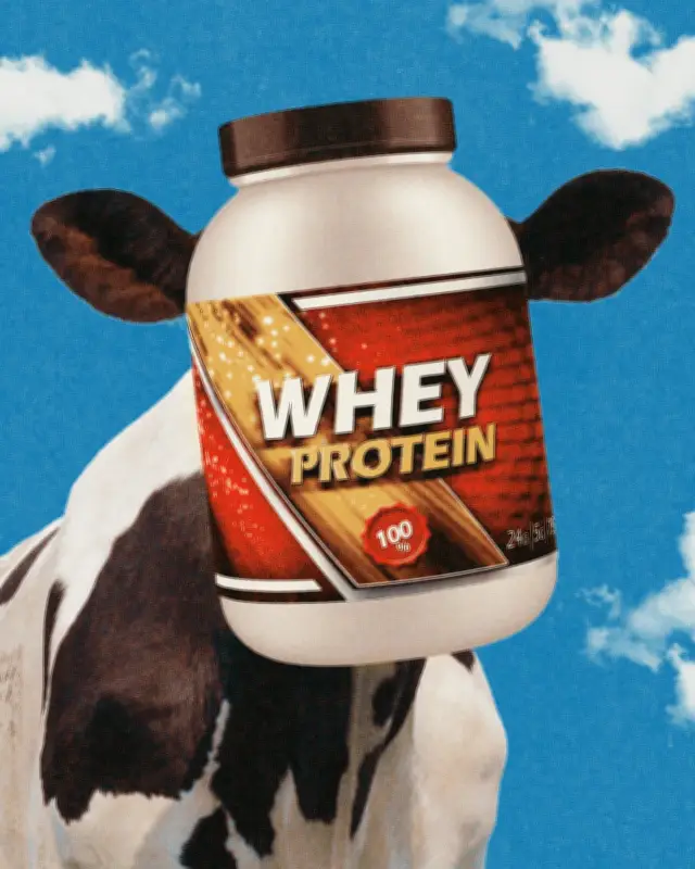 Whey Protein Prices Surge as Demand Outstrips Supply in Proteinmaxxing Boom