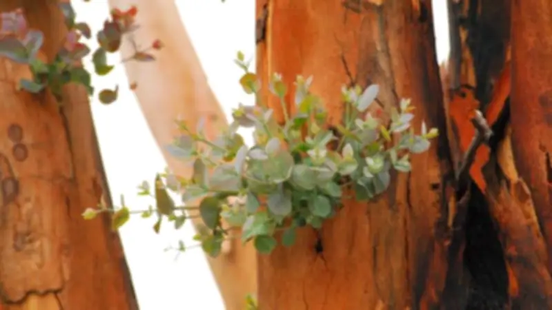 Wilsons Prom Bushfires: Forest Collapse Offers Lessons for Fire-Prone Areas
