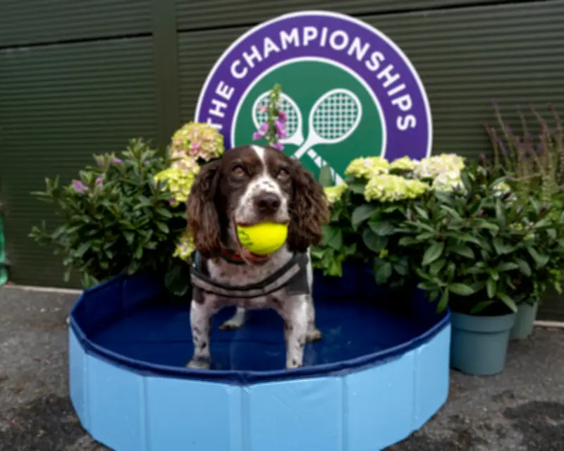 Wimbledon Diary: Sabalenka's Dog Plea, Rufus the Hawk, Strawberry Towels