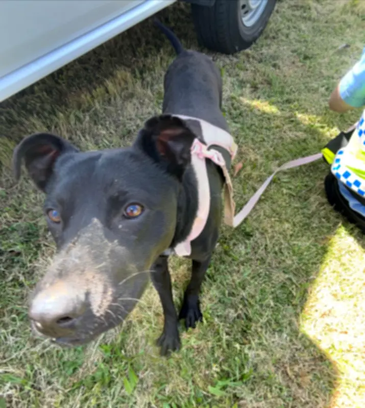 Woman convicted of ‘abhorrent’ animal cruelty after choking puppy Roxy in Perth