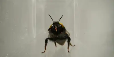 Bees' Facial Expressions May Reveal Their Inner Lives, Study Finds