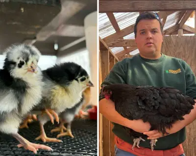 Bird Flu Outbreak Hits US Farms, Millions of Birds Culled