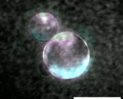 Lab-Made DNA Creates Synthetic Living Cells Called Spudcells