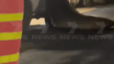Neil the Elephant Seal Causes Chaos at Tasmanian Petrol Station