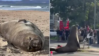 Neil the Seal Causes Chaos at Tasmanian Petrol Station, Experts Explain Behaviour