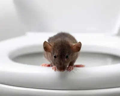 Rat Hiding in Your Toilet? How to Check and Prevent Infestations