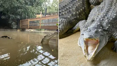 UK Zoo Owners Break Silence After Toddler Mauled by Crocodile