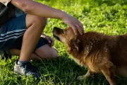 Aussies Giving Pets Human Names Like Kevin and Alice in New Trend