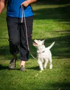 Bassendean to Consider Dog Curfews at Popular Parks After Review