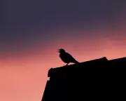 Blackbird with a taste for musicals delights UK town