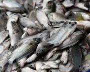 Blackchin Tilapia Invasion Costs Thai Fishers Millions