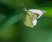 Butterflies at the Tennis: A Winning Sight for Nature Lovers