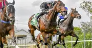 Canterbury races: Inoue tipped to win first-up for new trainer Richard Litt