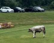 Cricket Match Abandoned After Charging Bull Stops Play