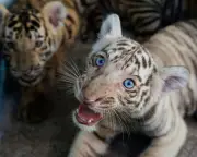 Cuban Zoo Welcomes Bengal Tiger Cubs Amidst Energy Crisis