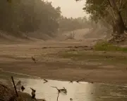 Fish Deaths Linked to NSW's Failed Murray-Darling Water Bid