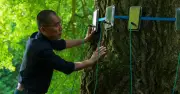 Gingko Biloba: Ancient Tree Links Three Compelling Human Stories