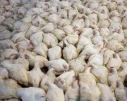 Global Mammal and Poultry Farming Numbers Surge by 70% Since 1970