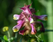 How One Act of Care 40 Years Ago Saved a Rare Plant Colony
