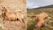 Mystery Shooter Kills Two Brumbies Outside Cull Zone in Kosciuszko National Park