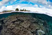 Norfolk Island Coral Reefs Face Triple Threat from Dredging, Disease, El Niño