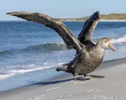 NSW Reports First Suspected H5 Bird Flu Case in Giant Petrel