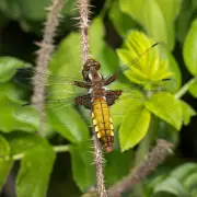 One-Year-Old Pond Thrives as Dragonflies Emerge