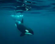 Orca Sightings Surge Along Northumberland Coast