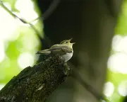 Return of Wood Warblers to UK Bittersweet Amid Climate Change