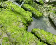 Seaweed tells story of water pollution in Australia