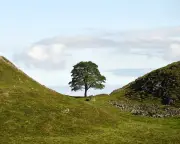 Sycamore Gap tree sapling stolen from Cumbria nursery
