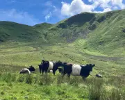 TB Scare on Farm Destroys Summer Plans for Livestock