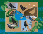 UK Dawn Chorus Transformed: 50 Years of Birdsong Change