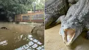 UK Zoo Owners Break Silence After Toddler Mauled by Crocodile