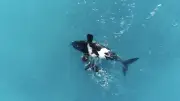 Upside-Down Whales Not Sick, Just Resting, New Research Shows