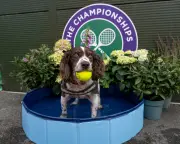 Wimbledon Diary: Sabalenka's Dog Plea, Rufus the Hawk, Strawberry Towels