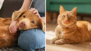 Winter Joint Pain in Pets: Tips and Supplements for Relief